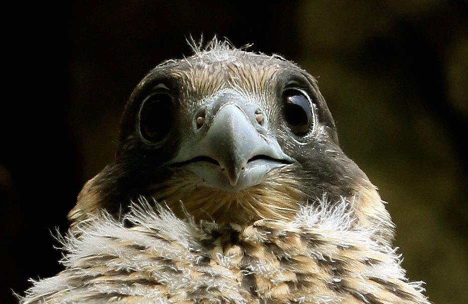 Junger Wanderfalke im Nördlichen Frankenjura (Bild: Alexander Brehm)