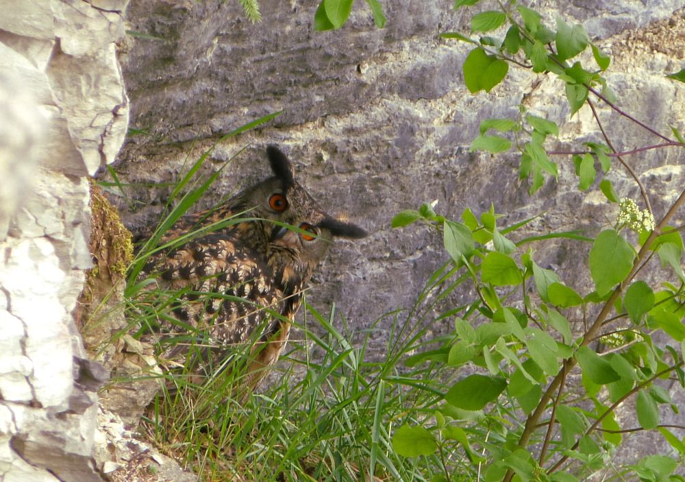 Uhu im Frankenjura (Bild: Alexander Brehm)