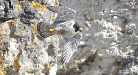 Wanderfalke im Abflug